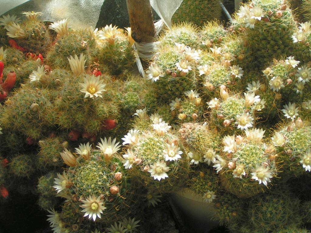 Mammillaria wildii